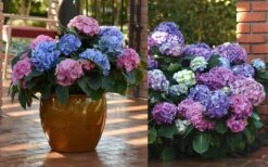 L.A. Dreamin Hydrangea - 3 Gallon Pot -Cheap US Topiary Plant Store Hydrangea LA Dreamin Blooms 2