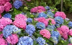 L.A. Dreamin Hydrangea - 3 Gallon Pot -Cheap US Topiary Plant Store Hydrangea LA Dreamin Blooms