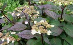 Lady In Red Hydrangea - 3 Gallon Pot -Cheap US Topiary Plant Store Hydrangea Lady In Red Budded