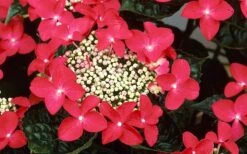 Lady In Red Hydrangea - 3 Gallon Pot -Cheap US Topiary Plant Store Hydrangea Lady In Red Flower Closeup