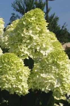 Limelight PeeGee Hydrangea - 3 Gallon Pot -Cheap US Topiary Plant Store Hydrangea Limelight 101