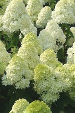 Limelight PeeGee Hydrangea - 2.5 Gallon Pot -Cheap US Topiary Plant Store Hydrangea Limelight 107 1