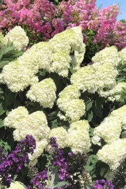 Limelight PeeGee Hydrangea - 3 Gallon Pot -Cheap US Topiary Plant Store Hydrangea Limelight 110