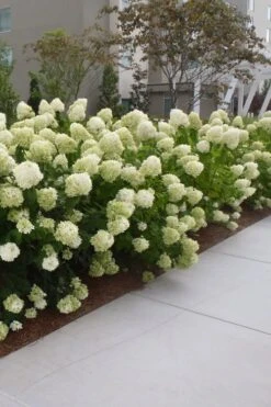 Limelight PeeGee Hydrangea - 6 Pack Of 1 Gallon Pots 13 Limelight PeeGee Hydrangea - 6 Pack Of 1 Gallon Pots -Cheap US Topiary Plant Store Hydrangea Limelight 20