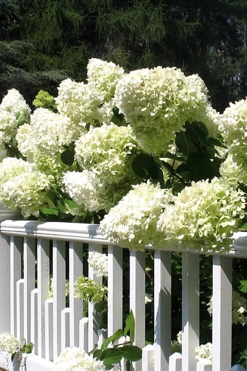 Limelight PeeGee Hydrangea - 6 Pack Of 1 Gallon Pots 5 Limelight PeeGee Hydrangea - 6 Pack Of 1 Gallon Pots - Image 5