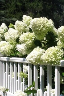 Limelight PeeGee Hydrangea - 3 Gallon Pot -Cheap US Topiary Plant Store Hydrangea Limelight 21