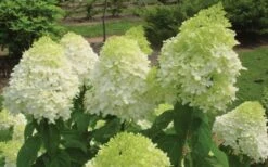 Limelight PeeGee Hydrangea - 6 Pack Of 1 Gallon Pots 14 Limelight PeeGee Hydrangea - 6 Pack Of 1 Gallon Pots -Cheap US Topiary Plant Store Hydrangea Limelight Flowers