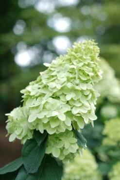 Limelight Prime Hydrangea - 3 Gallon Pot -Cheap US Topiary Plant Store Hydrangea Limelight Prime 1