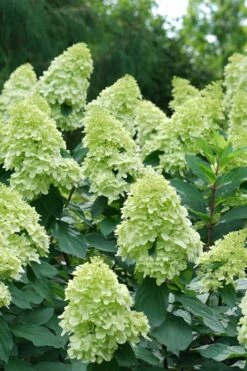 Limelight Prime Hydrangea - 3 Gallon Pot -Cheap US Topiary Plant Store Hydrangea Limelight Prime 4
