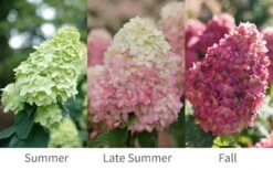 Limelight Prime Hydrangea - 3 Gallon Pot -Cheap US Topiary Plant Store Hydrangea Limelight Prime 6