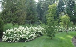 Limelight PeeGee Hydrangea - 6 Pack Of 1 Gallon Pots 11 Limelight PeeGee Hydrangea - 6 Pack Of 1 Gallon Pots -Cheap US Topiary Plant Store Hydrangea Limelight hedge natural 1