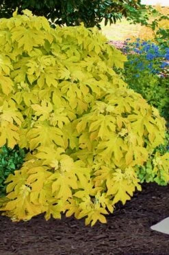 Little Honey Oakleaf Hydrangea - 1 Gallon Pot -Cheap US Topiary Plant Store Hydrangea Little Honey 2