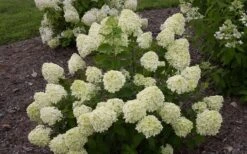 Little Lime Hydrangea - 3 Gallon Pot -Cheap US Topiary Plant Store Hydrangea Little Lime 1 2