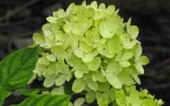 Little Lime Hydrangea - 3 Pack Of Quart Pots -Cheap US Topiary Plant Store Hydrangea Little Lime 2