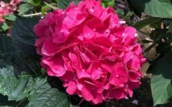 Merritts Supreme Hydrangea - 3 Gallon Pot 10 Merritts Supreme Hydrangea - 3 Gallon Pot -Cheap US Topiary Plant Store Hydrangea Merrits Supreme Pink 13