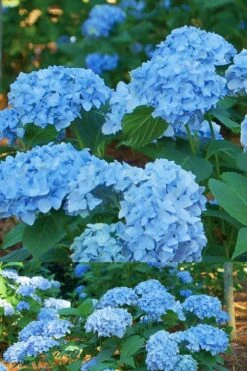 Mini Penny Hydrangea - 3 Gallon Pot