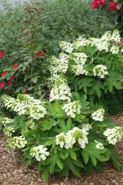 Munchkin Dwarf Oakleaf Hydrangea - 1 Gallon Pot -Cheap US Topiary Plant Store Hydrangea Munchkin 11
