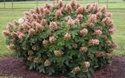 Munchkin Dwarf Oakleaf Hydrangea - 3 Gallon Pot -Cheap US Topiary Plant Store Hydrangea Munchkin 2