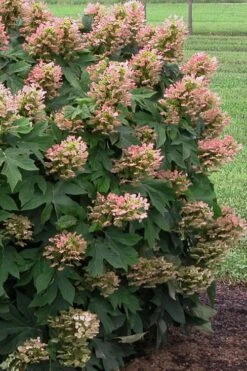 Munchkin Dwarf Oakleaf Hydrangea - 3 Gallon Pot -Cheap US Topiary Plant Store Hydrangea Munchkin 500x750 3