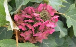 Munchkin Dwarf Oakleaf Hydrangea - 1 Gallon Pot -Cheap US Topiary Plant Store Hydrangea Munchkin Bloom Closeup