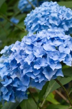 Nikko Blue Hydrangea - 1 Gallon Pot -Cheap US Topiary Plant Store Hydrangea Nikko Blue 10