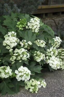 Pee Wee Dwarf Oakleaf Hydrangea - 1 Gallon Pot -Cheap US Topiary Plant Store Hydrangea Oakleaf Pee Wee 11