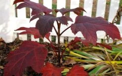 Ruby Slippers Dwarf Oakleaf Hydrangea - 3 Gallon Pot -Cheap US Topiary Plant Store Hydrangea Oakleaf Ruby Slippers Fall Foliage Color