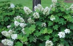 Ruby Slippers Dwarf Oakleaf Hydrangea - 3 Gallon Pot -Cheap US Topiary Plant Store Hydrangea Oakleaf Ruby Slippers Opening Color