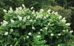 Semmes Beauty Oakleaf Hydrangea - 3 Gallon Pot -Cheap US Topiary Plant Store Hydrangea Oakleaf Semmes Beauty 10