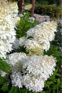 Phantom Hydrangea - 5 Gallon Pot -Cheap US Topiary Plant Store Hydrangea Phantom 500x750 2