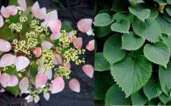Pink Climbing Hydrangea - Schizophragma Hydrangeoides`Roseum' - 2 Gallon Pot -Cheap US Topiary Plant Store Hydrangea Pink Climbing 1
