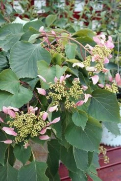 Pink Climbing Hydrangea - Schizophragma Hydrangeoides`Roseum' - 2 Gallon Pot -Cheap US Topiary Plant Store Hydrangea Pink Climbing 1 500x750 1