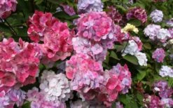 Preziosa Multi Color Hydrangea - 1 Gallon Pot -Cheap US Topiary Plant Store Hydrangea Preziosa 18 1
