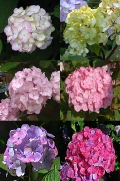 Preziosa Multi Color Hydrangea - 3 Gallon Pot -Cheap US Topiary Plant Store Hydrangea Preziosa 19