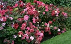 Preziosa Multi Color Hydrangea - 1 Gallon Pot -Cheap US Topiary Plant Store Hydrangea Preziosa 7 1