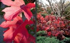 Semmes Beauty Oakleaf Hydrangea - 3 Gallon Pot -Cheap US Topiary Plant Store Hydrangea Semmes Beauty Fall Foliage Color