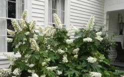 Semmes Beauty Oakleaf Hydrangea - 3 Gallon Pot -Cheap US Topiary Plant Store Hydrangea Semmes Beauty Home Foundation Planting