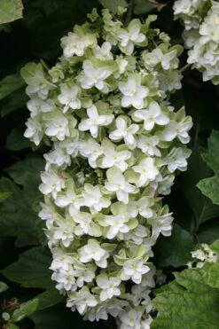 Snowflake Oakleaf Hydrangea - 3 Gallon Pot -Cheap US Topiary Plant Store Hydrangea Snowflake 10