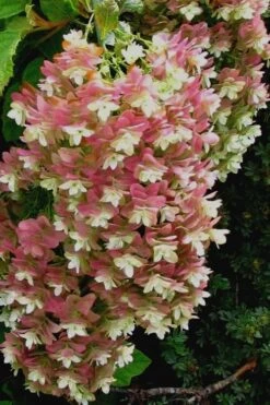 Snowflake Oakleaf Hydrangea - 3 Gallon Pot -Cheap US Topiary Plant Store Hydrangea Snowflake 16