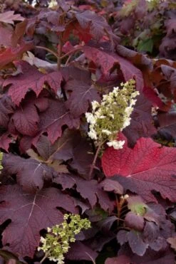 Snowflake Oakleaf Hydrangea - 3 Gallon Pot -Cheap US Topiary Plant Store Hydrangea Snowflake 25
