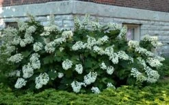 Snowflake Oakleaf Hydrangea - 3 Gallon Pot -Cheap US Topiary Plant Store Hydrangea Snowflake 26