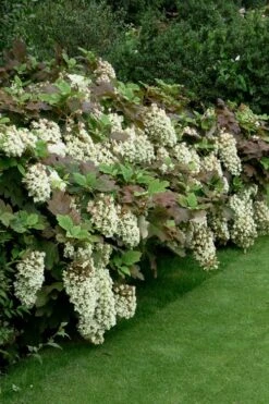 Snowflake Oakleaf Hydrangea - 3 Gallon Pot -Cheap US Topiary Plant Store Hydrangea Snowflake 8
