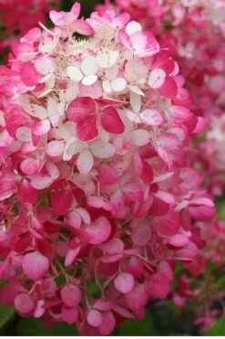 Strawberry Sundae Hydrangea - 1 Gallon Pot -Cheap US Topiary Plant Store Hydrangea Strawberry Sundae Flower 1