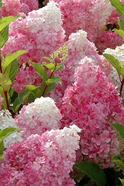 Strawberry Sundae Hydrangea - 1 Gallon Pot -Cheap US Topiary Plant Store Hydrangea Strawberry Sundae Flowers 3