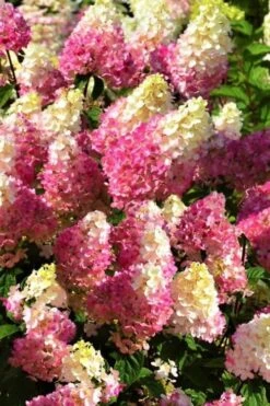 Strawberry Sundae Hydrangea - 1 Gallon Pot -Cheap US Topiary Plant Store Hydrangea Strawberry Sundae Flowers 5