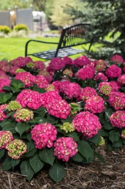 Summer Crush Endless Summer Hydrangea - 6 Gallon Pot (COPY) -Cheap US Topiary Plant Store Hydrangea Summer Crush Endless Summer 3 1