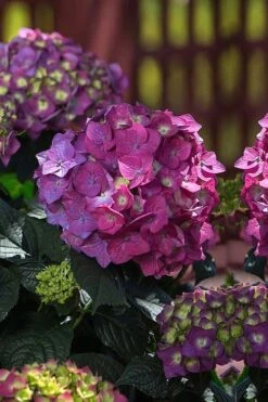 Summer Crush Endless Summer Hydrangea - 6 Gallon Pot (COPY) -Cheap US Topiary Plant Store Hydrangea Summer Crush Endless Summer 4 1