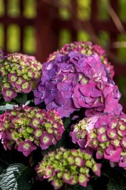 Summer Crush Endless Summer Hydrangea - 6 Gallon Pot (COPY) -Cheap US Topiary Plant Store Hydrangea Summer Crush Endless Summer 5 1