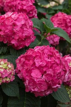 Summer Crush Endless Summer Hydrangea - 2 Gallon Pot -Cheap US Topiary Plant Store Hydrangea Summer Crush Endless Summer 6 2