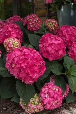 Summer Crush Endless Summer Hydrangea - 2 Gallon Pot -Cheap US Topiary Plant Store Hydrangea Summer Crush Endless Summer 7 2
